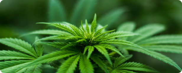 Cannabis Industry